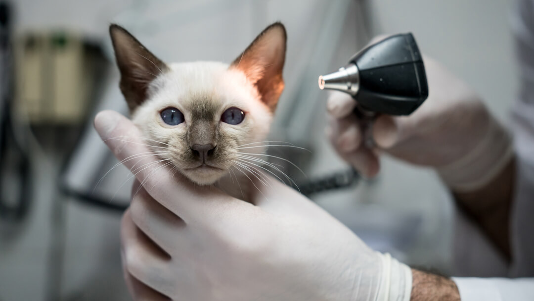 Ear Mites In Cats - Symptoms & Treatment | Purina